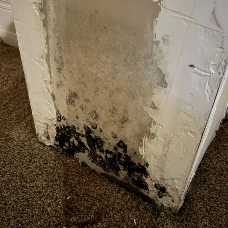 Professional Mold Removal in Shelburne, MA